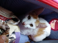 서울 용산구 효창동주민센터에서 갈흰색 고양이 발견 보호