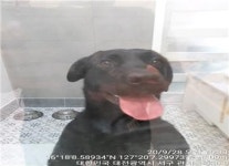 대전 서구 관저북로에서 래브라도 리트리버 발견 보호