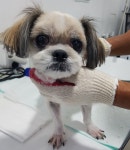 충북 제천 내토로에서 시츄 발견 보호