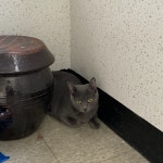 전북 군산시 구암동 세풍아파트에서 러시안 블루 발견 보호