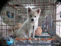 경기 의정부 가능로74번길에서 스피츠 발견 보호