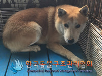 경기 김포 양촌읍 현대양곡주유소 인근에서 갈흰색 강아지 발견 보호
