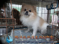 서울 강북구 4.19로 통일교육원 인근에서 포메라니안 발견 보호