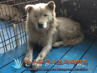 경기 연천 청산면 초성리에서 갈흰색 강아지 발견 보호