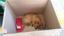 대전 동구 산내유치원 인근에서 황색 어린 강아지 발견 보호