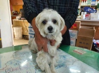 충남 예산 산성천길에서 흰색 강아지 발견 보호