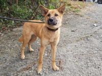 경기 광주시 초월읍 산수로에서 갈색 강아지 발견 보호