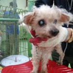 인천 미추홀구 관교 쌍용아파트 정문에서 14살 푸들 발견 보호