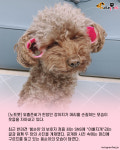 외출준비 하는 강아지의 머리 손질법..표정이 압권