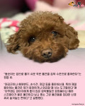 외출준비 하는 강아지의 머리 손질법..표정이 압권