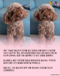 외출준비 하는 강아지의 머리 손질법..표정이 압권