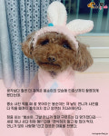 외출준비 하는 강아지의 머리 손질법..표정이 압권