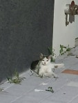 전북 군산시 미룡시티2차에서 검흰색 고양이 발견 보호..고의유기 추정