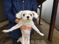 경기 안양 평촌동에서 말티즈 발견 보호