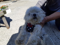 경남 진주시 이반성면 대천리에서 말티즈 발견 보호