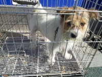 전북 남원시 십수정 앞 요천로에서 흰갈색 강아지 발견 보호