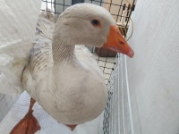 인천 서구 석남동에서 거위 발견 보호