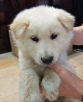 충북 제천 덕산면 약초로에서 아이보리색 진돗개 발견 보호