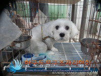 서울 강북구 인수봉로28길에서 말티즈 발견 보호..꼬리끝 하늘색 염색