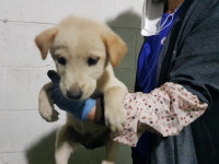 경기 남양주 양지리에서 흰색 어린 강아지 발견 보호