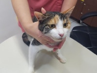 전북 전주 덕진구 진버들2길에서 삼색 고양이 발견 보호