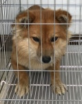 충남 서산 부석면 창리 보건진료소 앞에서 갈색 강아지 발견 보호