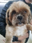 경기 평택 이충로에서 시츄 발견 보호