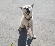 부산 강서 지사119에서 진돗개 발견 보호