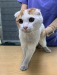 경기 부천 심곡동에서 스코티시폴드 고양이 발견 보호
