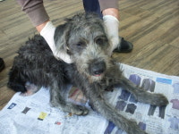 경기 오산 가수초등학교 뒤에서 슈나우져 발견 보호