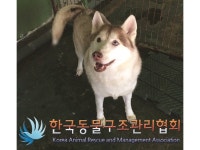 경기 의정부 민락동에서 시베리안 허스키 발견 보호