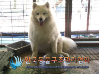 경기 의정부 민락동에서 사모예드 발견 보호