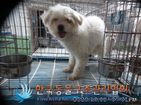 경기 포천 이동면 장암리에서 말티즈 발견 보호