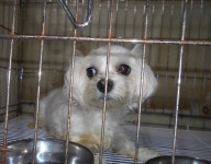 대구 남구 이천로에서 말티즈 발견 보호