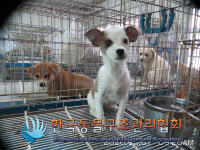서울 금천구 독산동에서 갈검흰색 어린 강아지 발견 보호