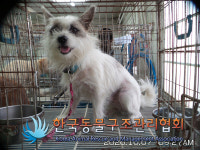 서울 성동구 응봉사거리에서 갈검흰색 강아지 발견 보호