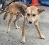 경기 용인 처인구 백암면 박곡리에서 갈색 강아지 발견 보호