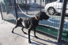 제주 제주시 구좌읍 상도동길에서 포인터 발견 보호