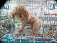 경기 의정부 용현동에서 푸들 발견 보호
