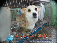 서울 강서구 수명로에서 웰시 코기 발견 보호
