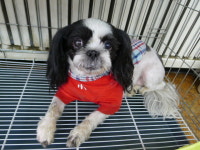 경기 남양주 금곡동에서 빨간옷 시츄 발견 보호