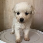 충남 논산 연산면 송산리 하우스 안에서 흰색 어린 강아지 발견 보호