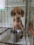 경기 평택 청북산단로47-8에서 푸들 발견 보호