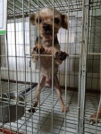 경기 평택 신장로 108에서 요크셔 테리어 발견 보호