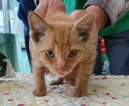 강원 정선군 정선읍 녹송5길에서 연갈색 어린 고양이 발견 보호