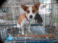 서울 금천구 독산동 안천중학교 인근에서 갈흰색 강아지 발견 보호