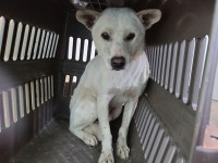 부산 기장 신리길에서 흰색 강아지 발견 보호