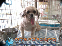 경기 김포 감암로113에서 시츄 발견 보호