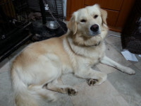 전북 진안군 모래재로에서 골든 리트리버 발견 보호