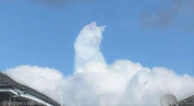 포토샵 아님!..구름 위에 앉아있는(?) 고양이 포착